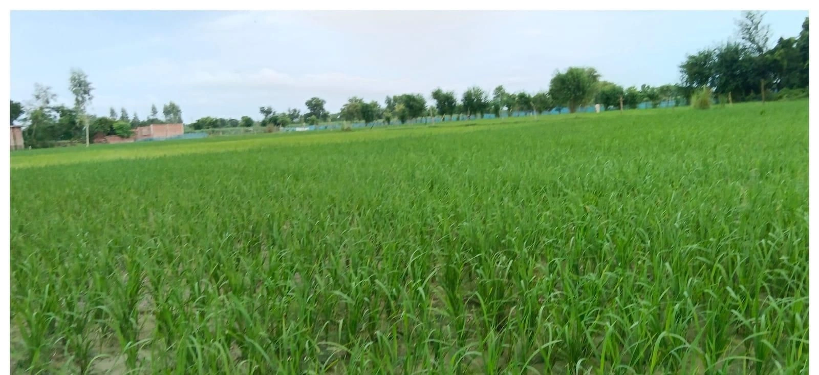 P6CG+4C Ramduttpur Awtara, Ayodhya, Uttar Pradesh, India