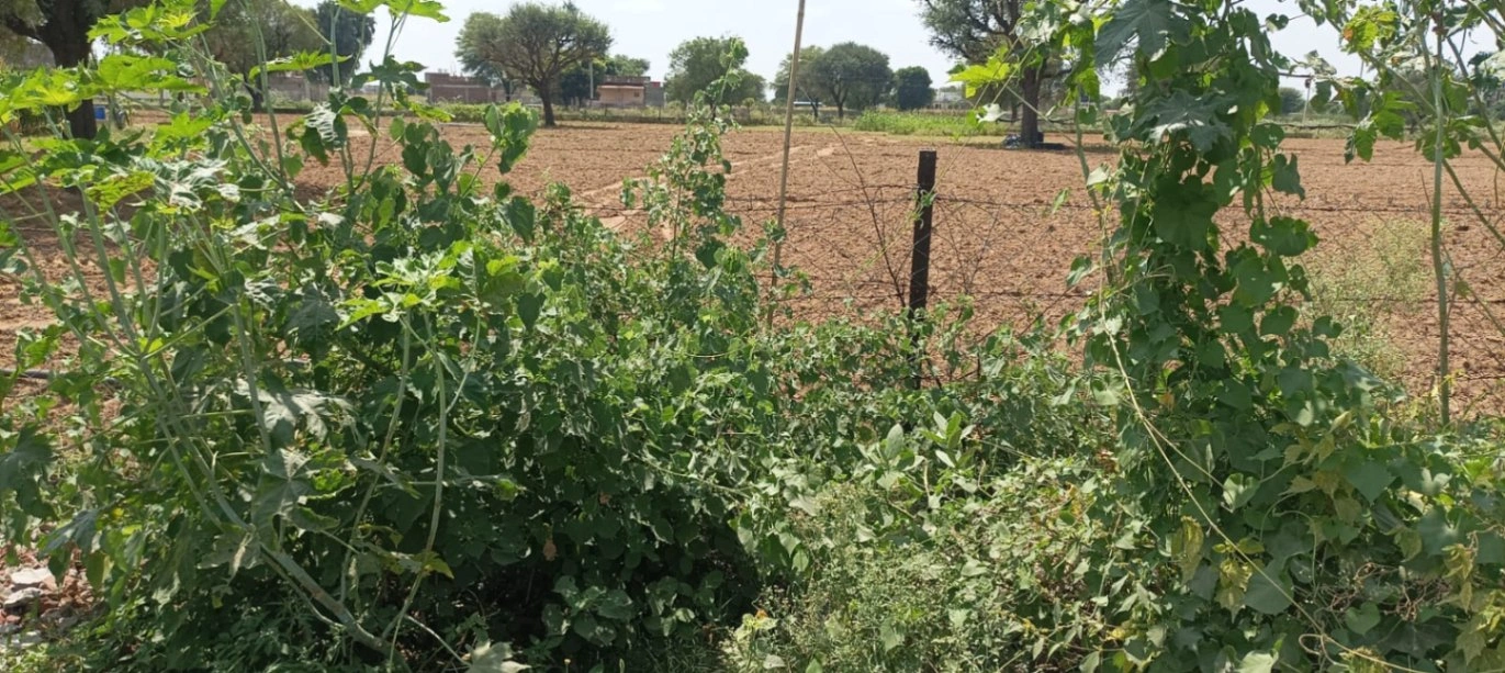 Vatika Rd, Manpura at Bhatawala, Rajasthan, India