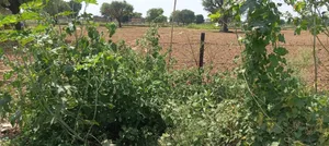 Vatika Rd, Manpura at Bhatawala, Rajasthan, India preview 2
