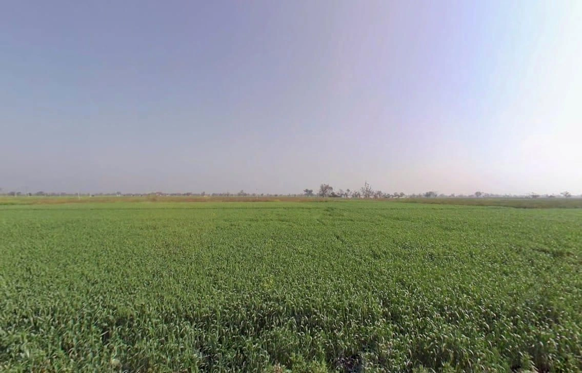 Moliya, Rajasthan 301021, India preview 3