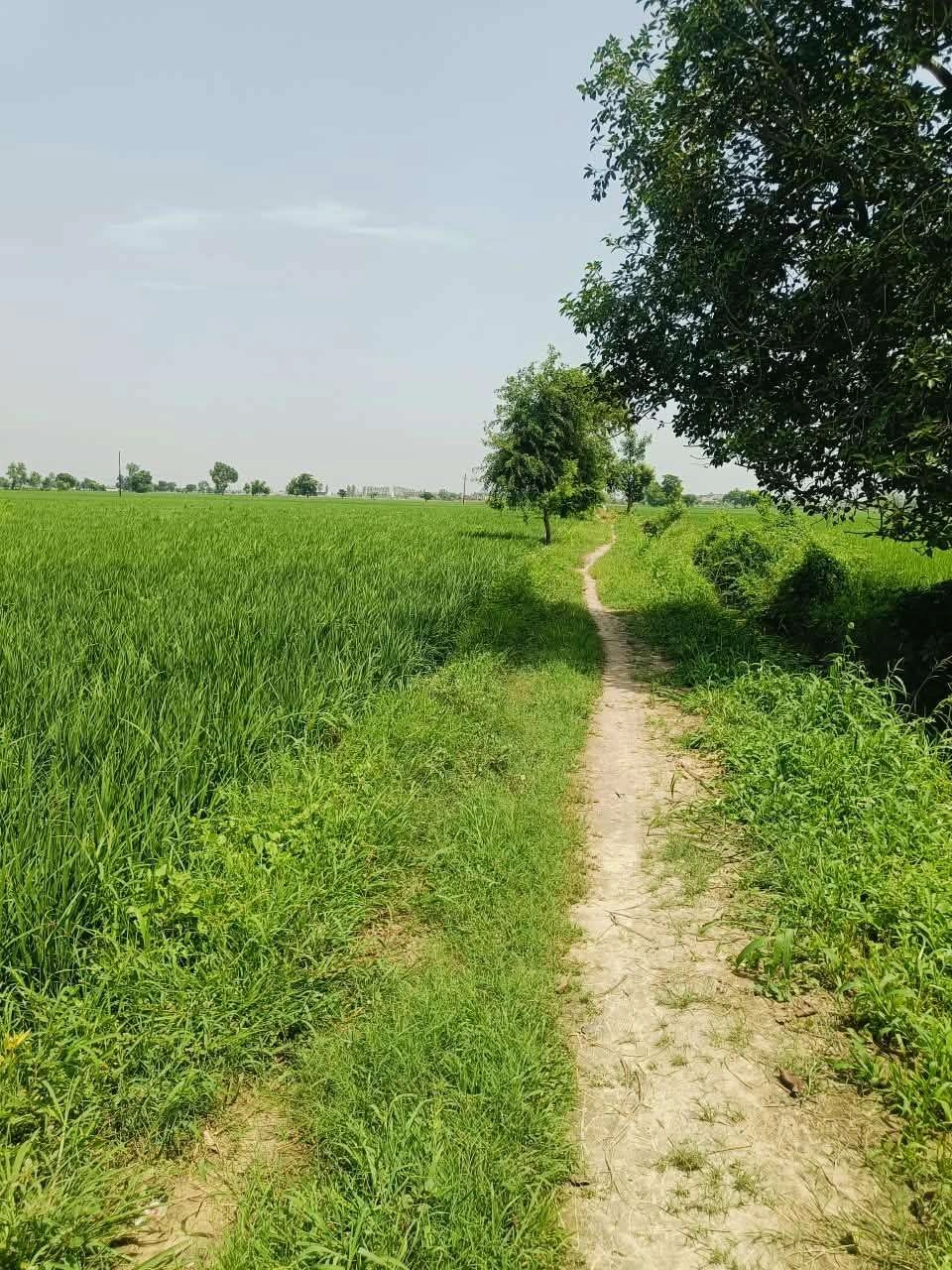 Thok Sumera, Aligarh, Uttar Pradesh 281206, India