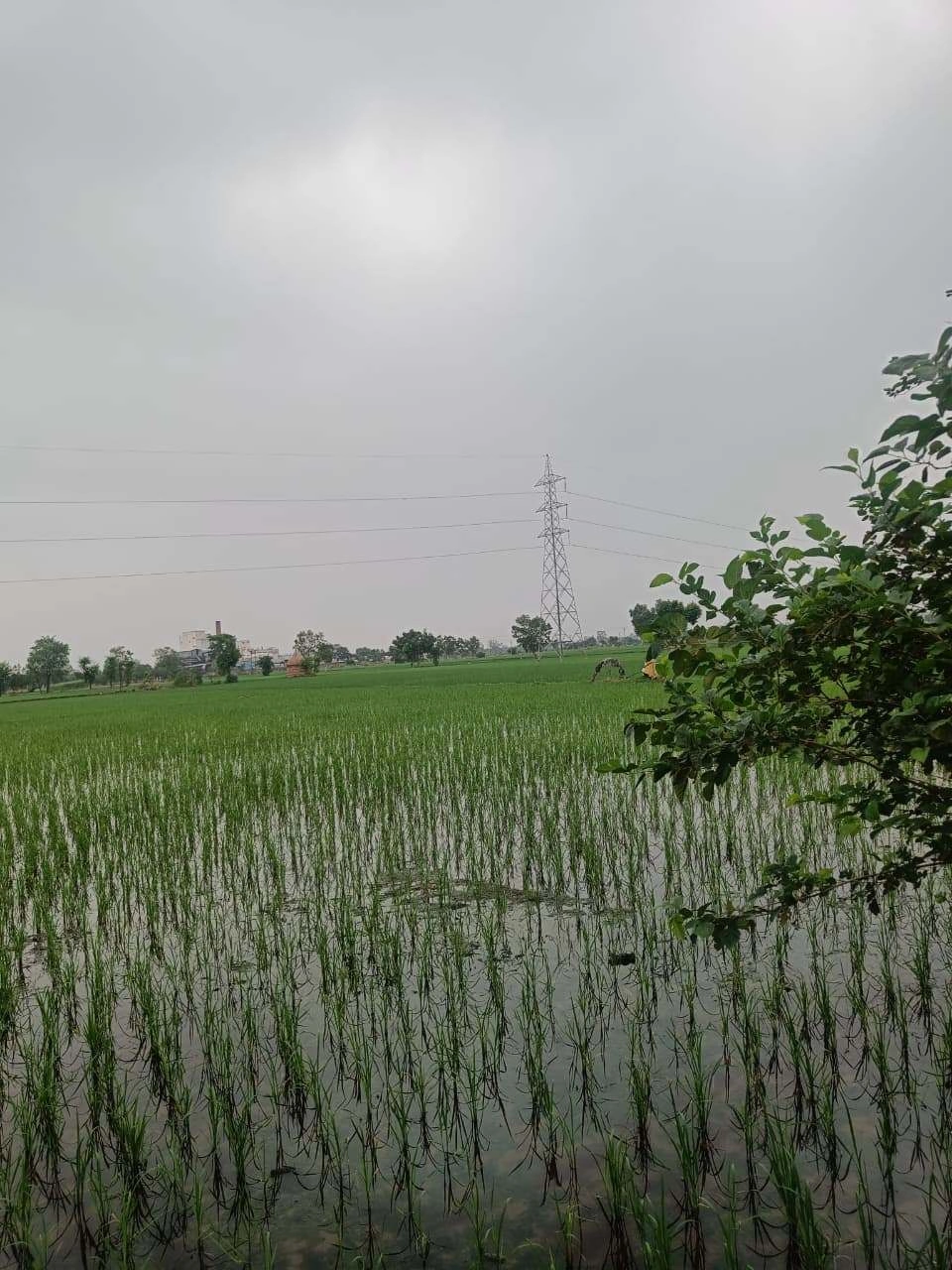 Bukharari, Mathura, Uttar Pradesh, India