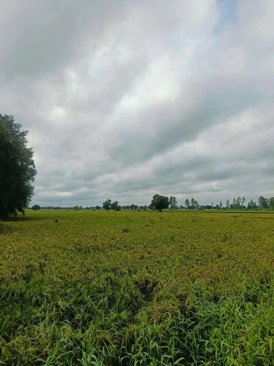Malhu, Mathura, Uttar Pradesh 281123, India