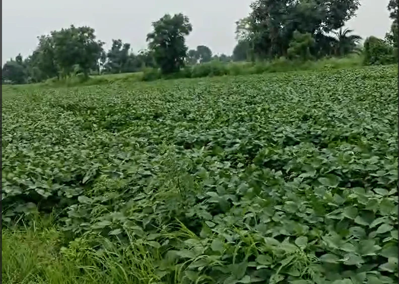 59GX+5J9, Ujjain, Kamanpur Rd, Kamanpur, Madhya Pradesh 456222, India