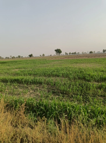 Ferozepur Rd, Sarabha Nagar, Ludhiana, Punjab, India preview 3