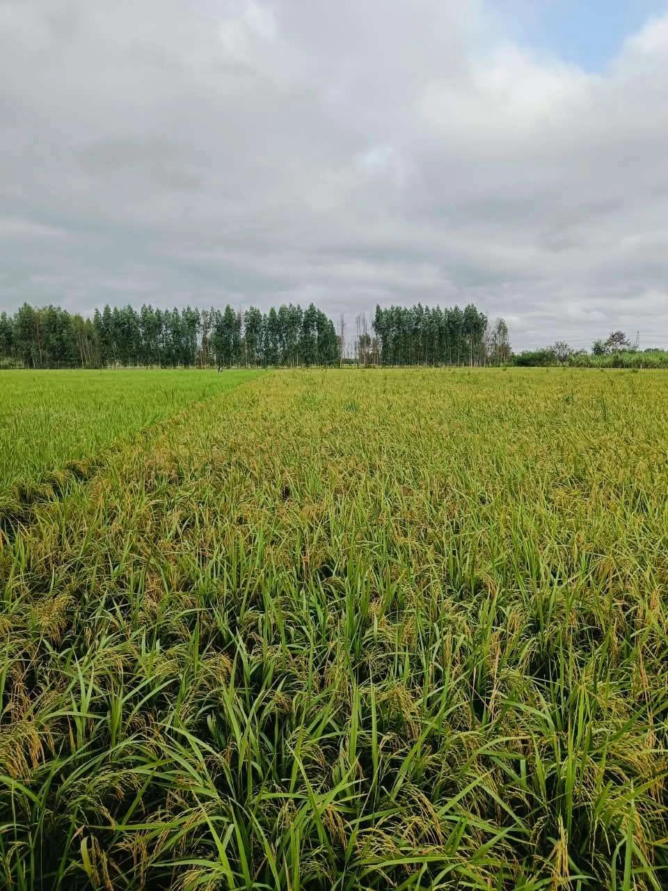 Bheema, Mathura, Uttar Pradesh 281204, India