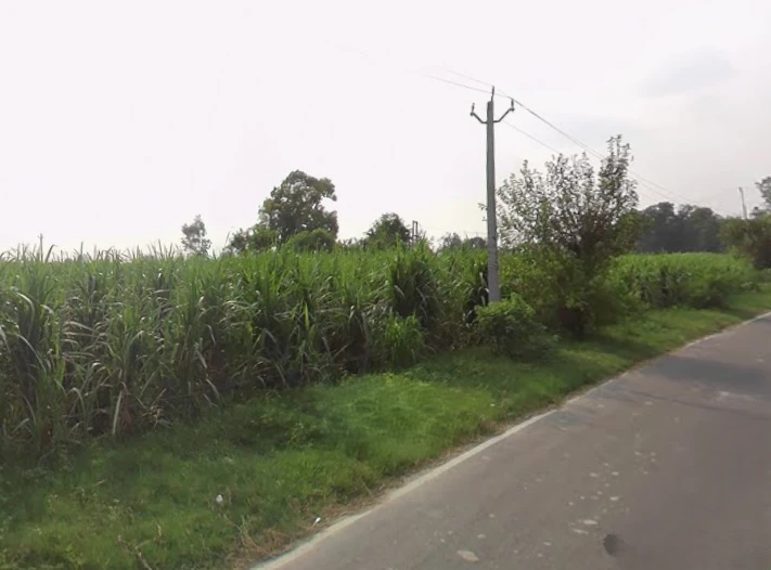 Sardhana, Uttar Pradesh 250342, India