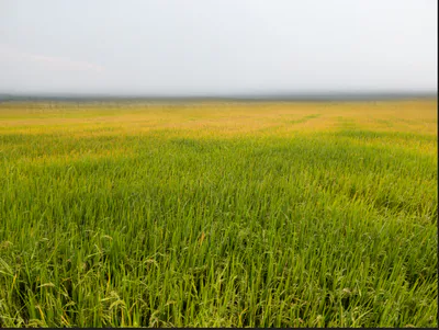 Temari, Chhattisgarh 495334, India preview 2