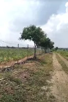 Piplya Indore, Madhya Pradesh 465110, India preview 4