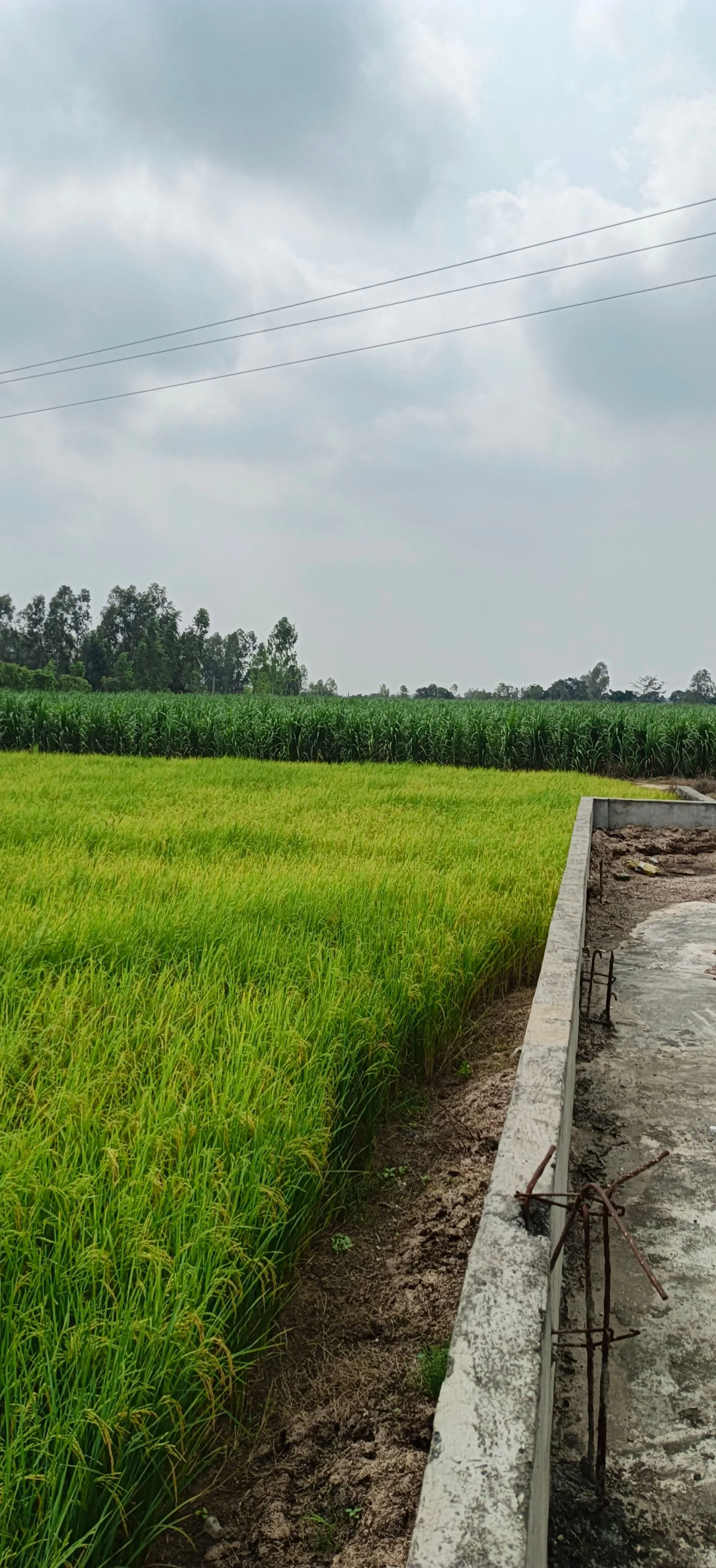 Nagina, Bijnor, Uttar Pradesh 246762, India - Photo 2