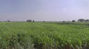 Panpur, West Bengal 711401, India preview 3