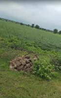 Barkheda Jat, Madhya Pradesh 458220, India preview 4