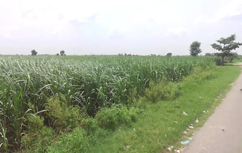 mahadev mandir, Pura, Uttar Pradesh 250606, India preview 3