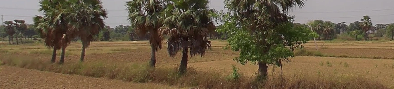 Ullar-Masaurhi Rd, Ichipur, Bihar, India