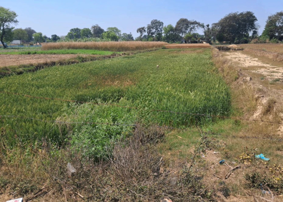 Balachaur, Punjab 144521, India