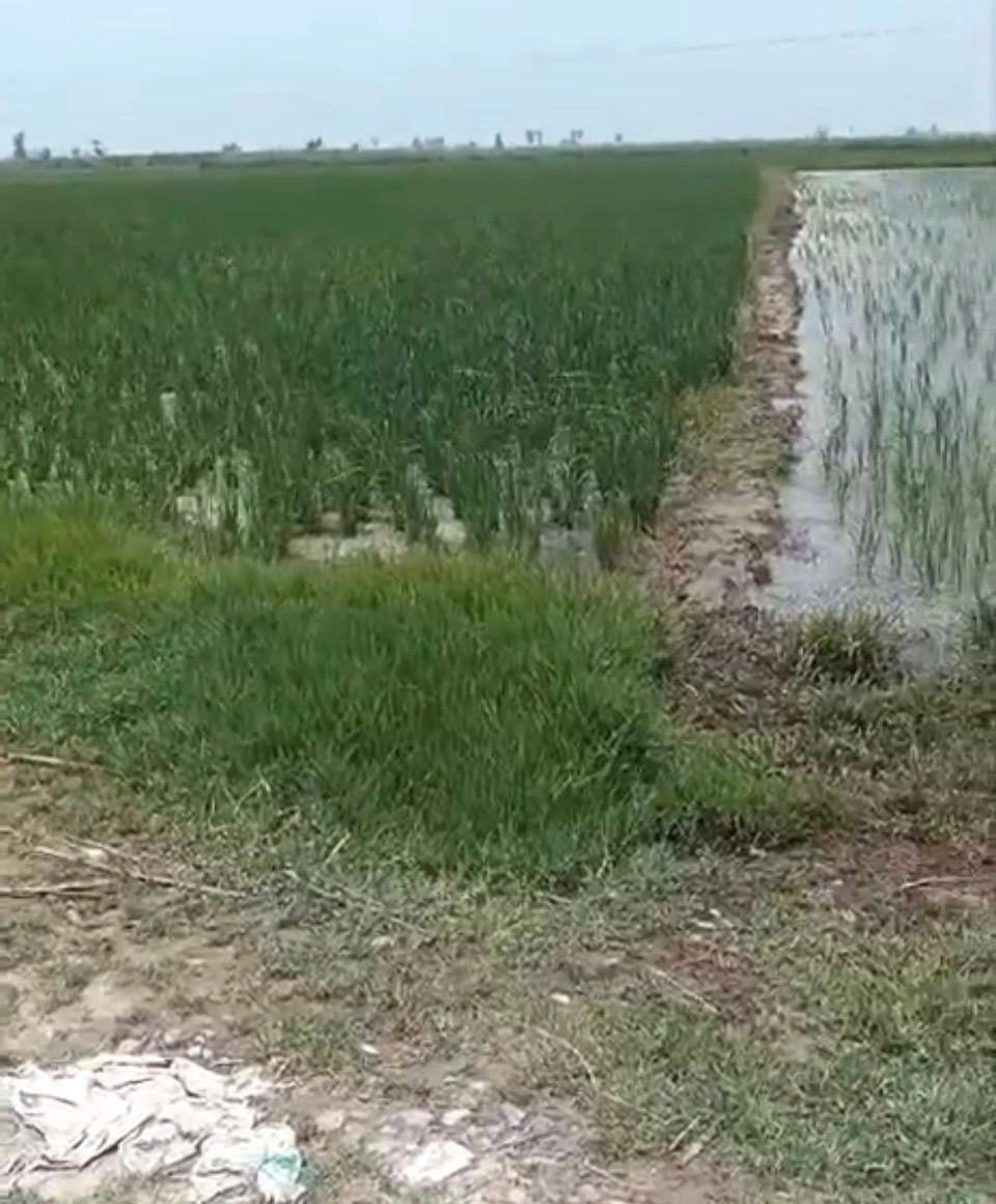 Mawana, Uttar Pradesh, India preview 3