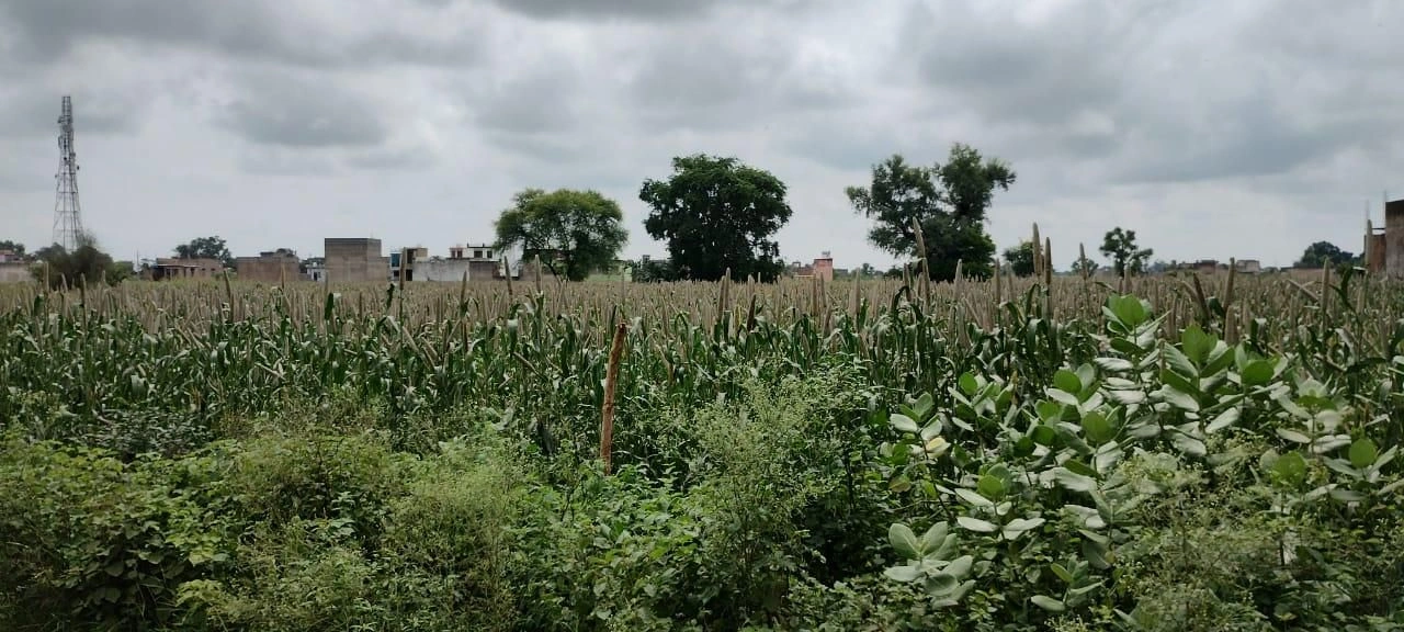4JQ7+WH4, Patiala, Binjal, Punjab 147111, India