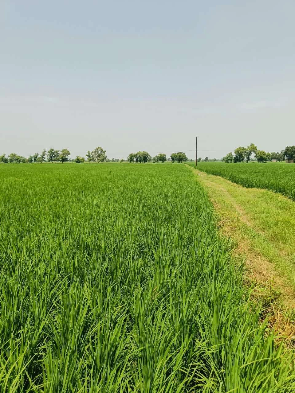 Bajna, Mathura, Uttar Pradesh 281201, India