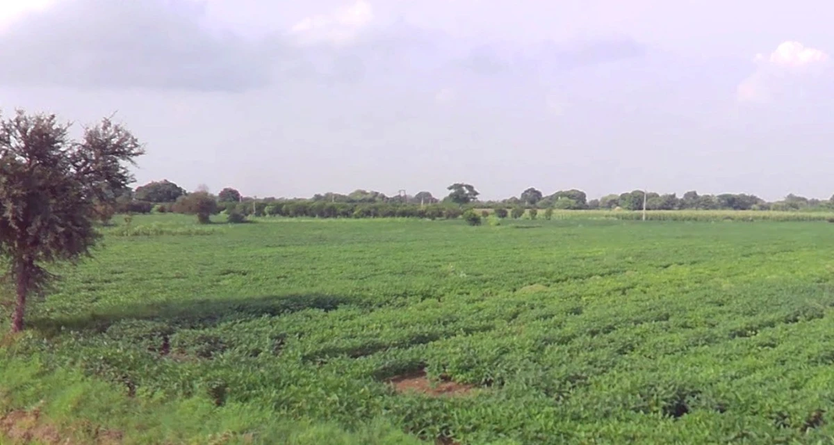 Barnagar, Madhya Pradesh 456771, India