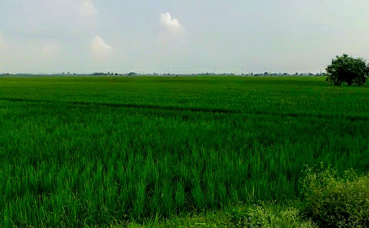 Ghorbhatt, Chhattisgarh 493225, India