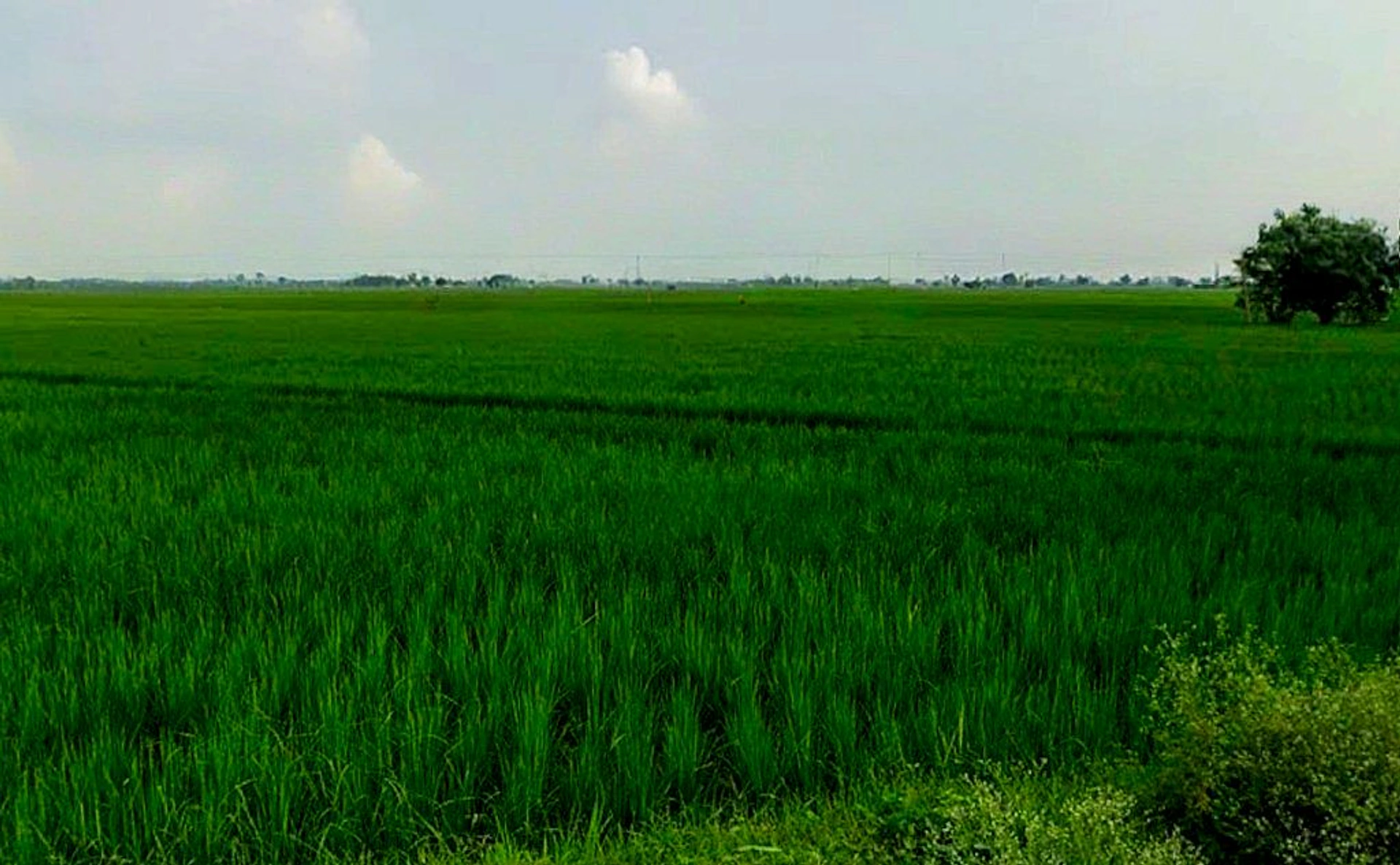 Ghorbhatt, Chhattisgarh 493225, India