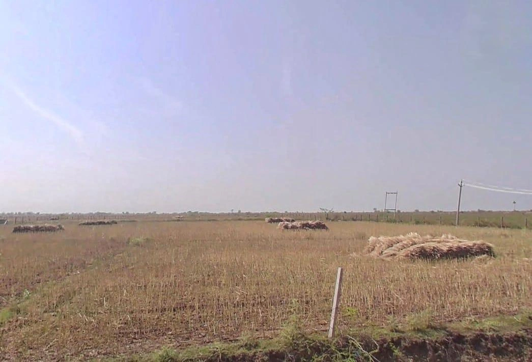 3VCF+VG Ghas, Rajasthan, India