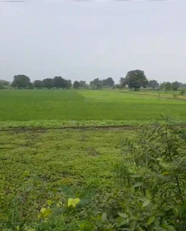 FXJF+WR7, Indore, Gajinda, Madhya Pradesh 453552, India