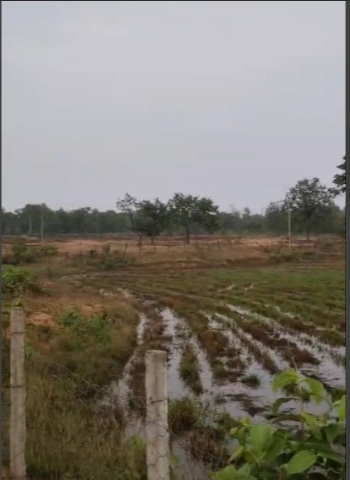 Pipalya Kayasth, Indore, Madhya Pradesh 453551, India
