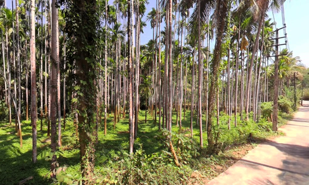 Belthangady, Karnataka 574214, India