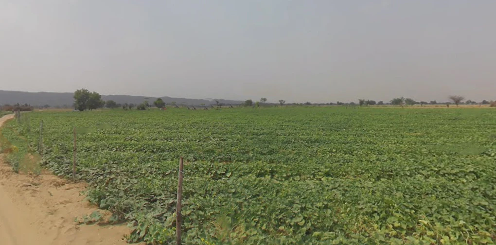 Bansur-Kotputli Rd, Kotputli, Rajasthan, India