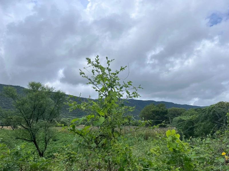 2PJP+HW, Basant Bihar, Rajasthan 333514, India preview 3