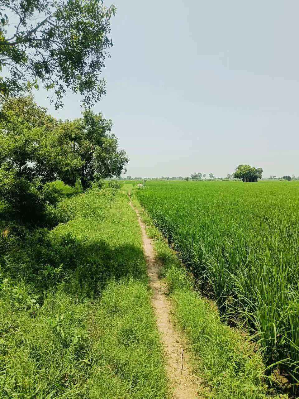 Bhudri, Mathura, Uttar Pradesh 281206, India