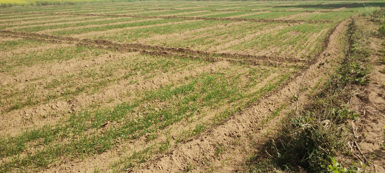 Seetal, Rajasthan 301021, India