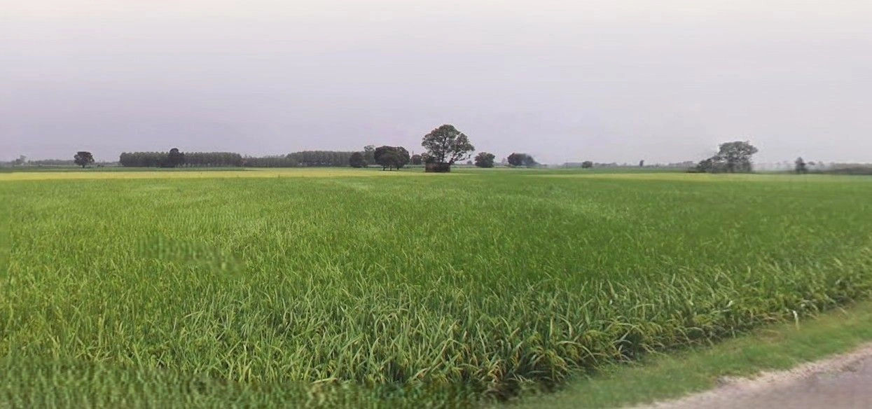Hasanpur, Uttar Pradesh 244241, India