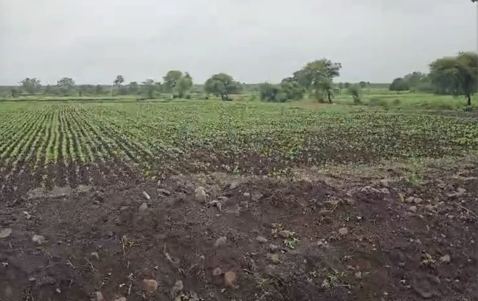 Kolgaon, Khandwa, Madhya Pradesh 450991, India