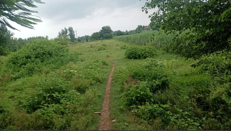 Dhankarpur, Saharanpur, Uttar Pradesh, India
