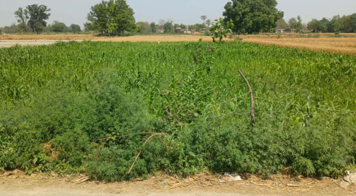 Phullanwal, Ludhiana, Punjab 141013, India