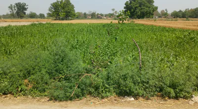 Phullanwal, Ludhiana, Punjab 141013, India preview 3