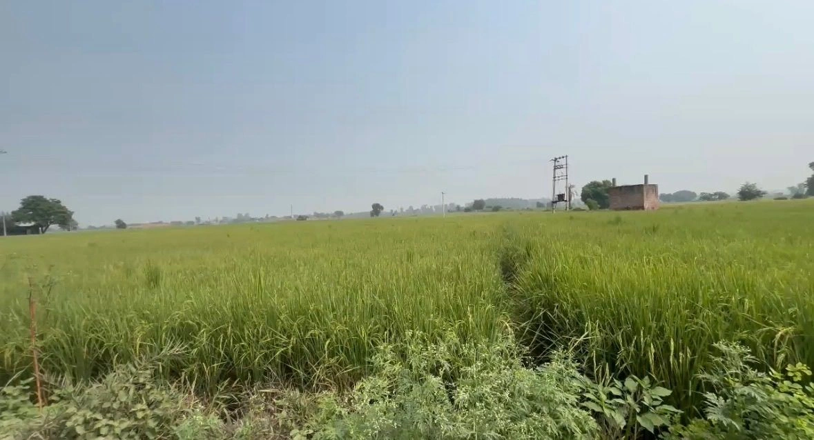 Dhodpur, Samalkha, Panipat, Haryana, India