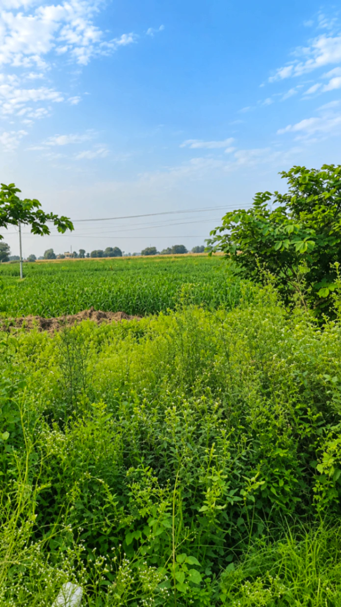 48G3+22V, Mahendragarh, Hasanpur, Haryana 123021, India