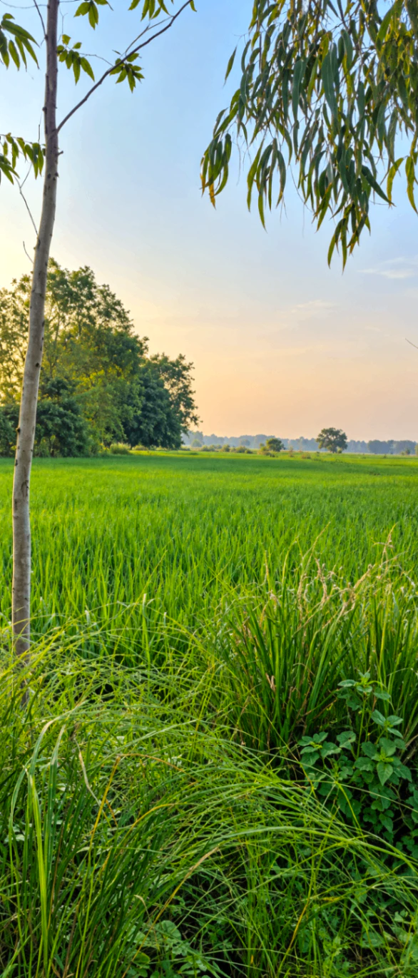 Pipri, Unnao, Uttar Pradesh, India