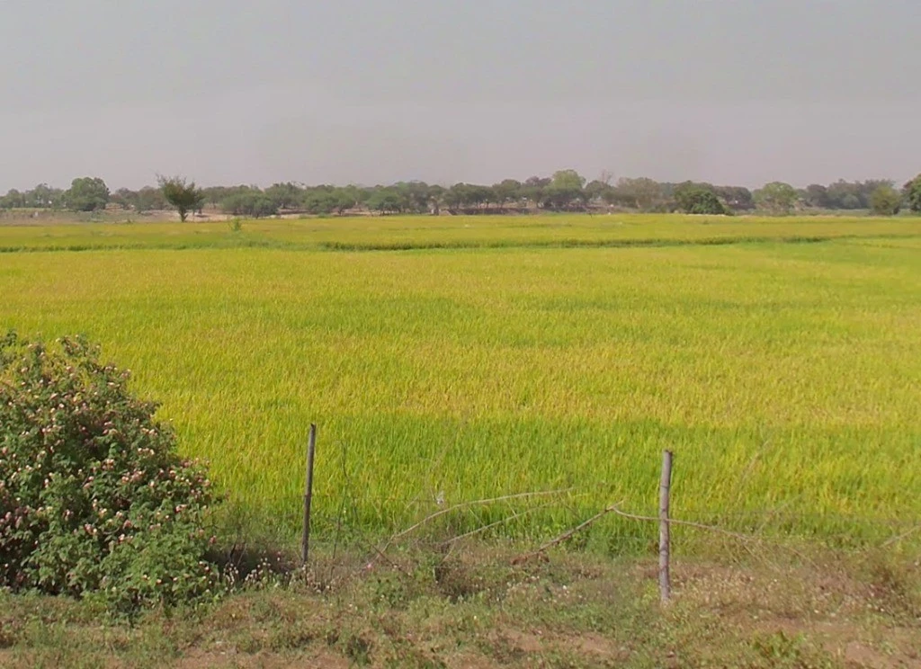 Ward Number 15, Kumhari, Chhattisgarh 490042, India