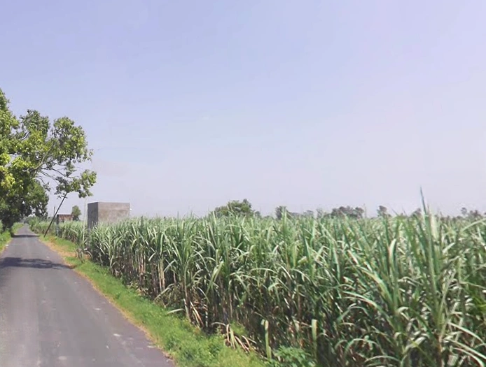 Chuchawali, Uttar Pradesh 245205, India