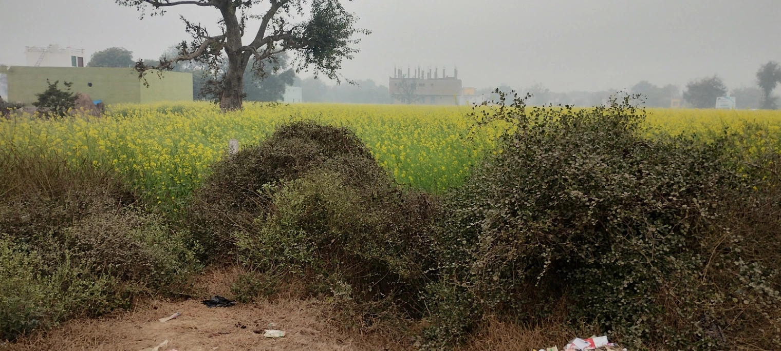 Jalooki, Rajasthan, India