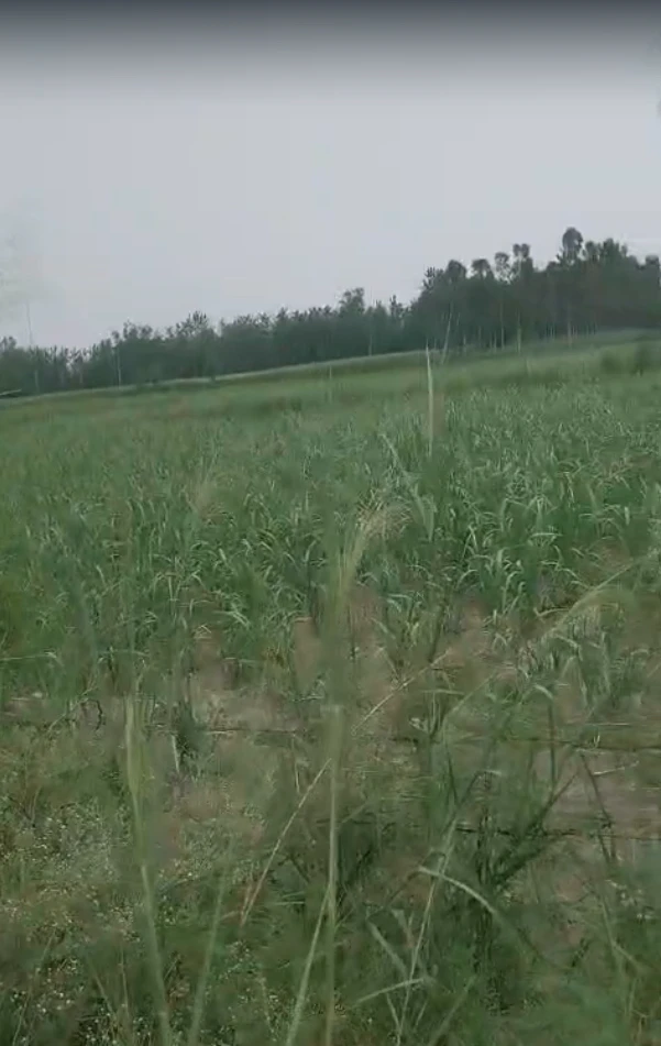 Paswada, Uttar Pradesh 245208, India