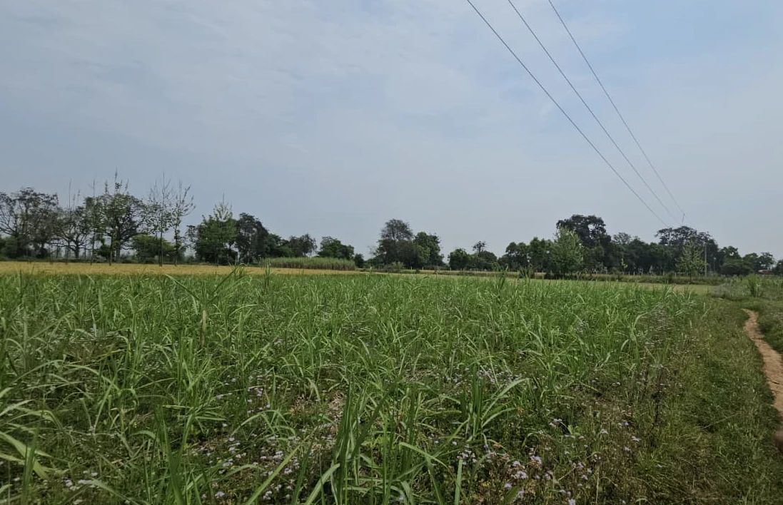 Gohana, Haryana 131301, India