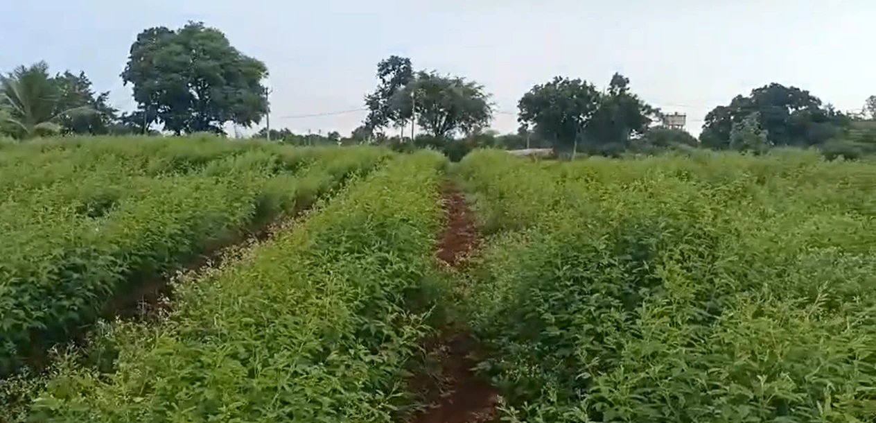 CXJ5+PR Nawabpet, Vikarabad, Telangana, India
