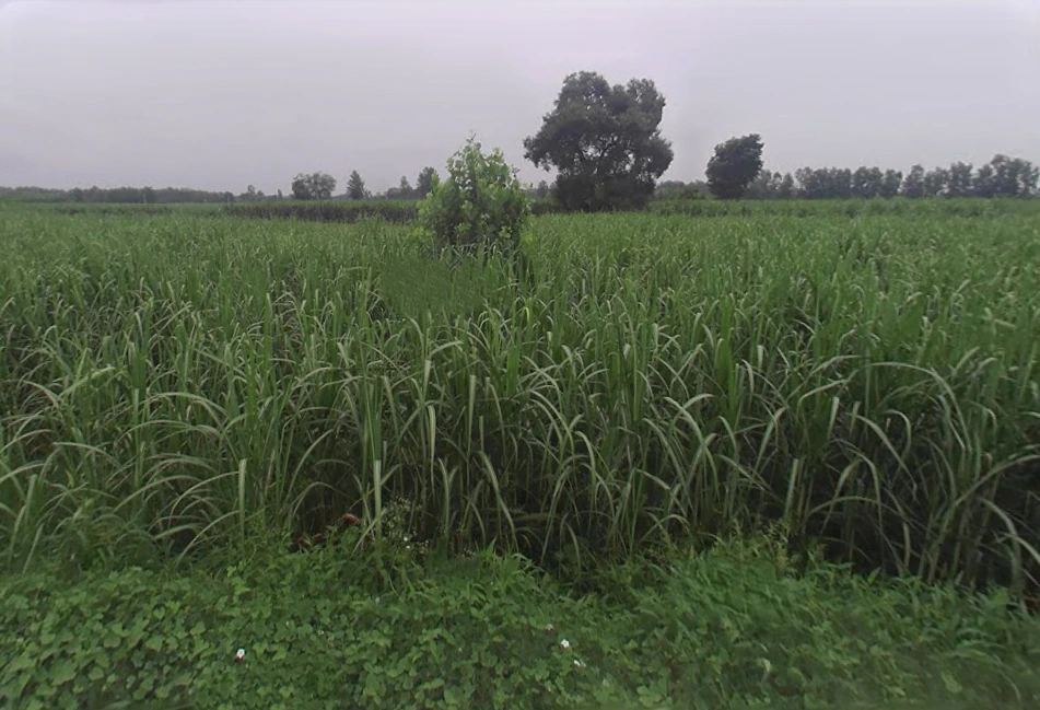 Jansath, Uttar Pradesh 251314, India