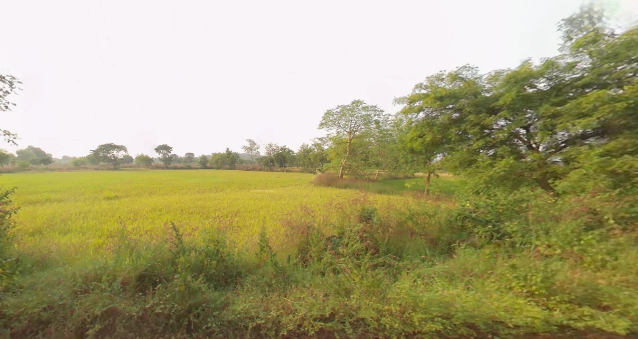 Chantipali, Odisha 768226, India