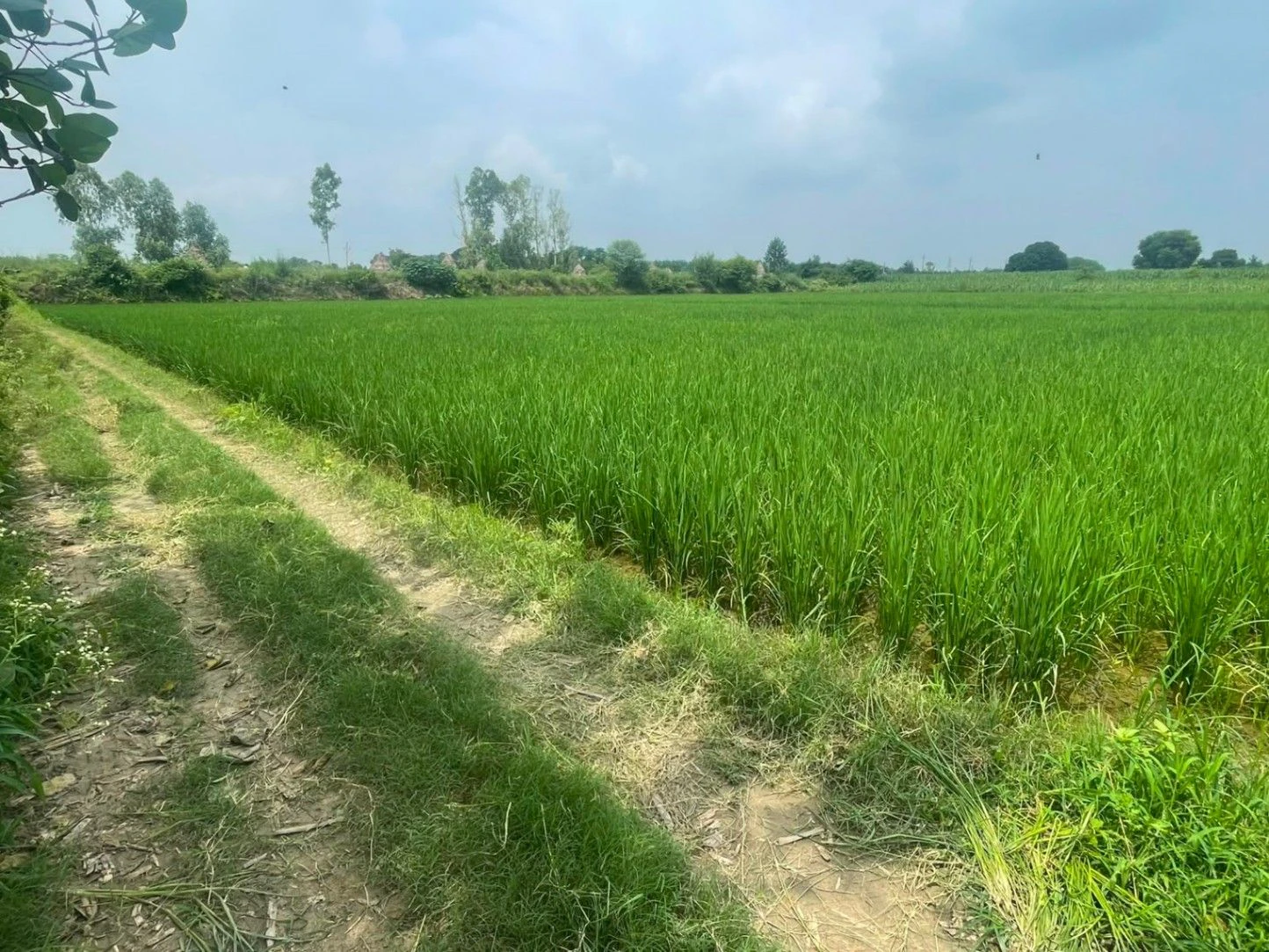 Salfa, Uttar Pradesh 247775, India